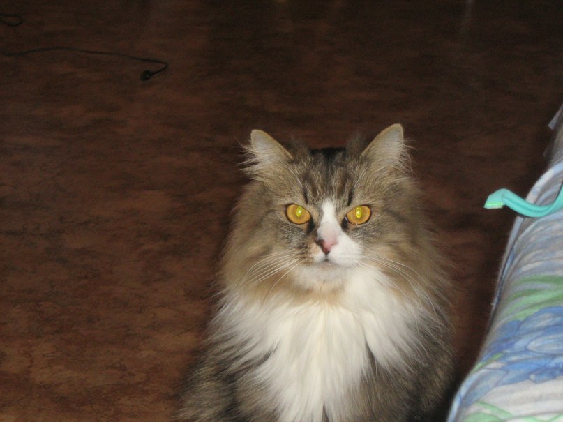 Максим Бобров | Череповец