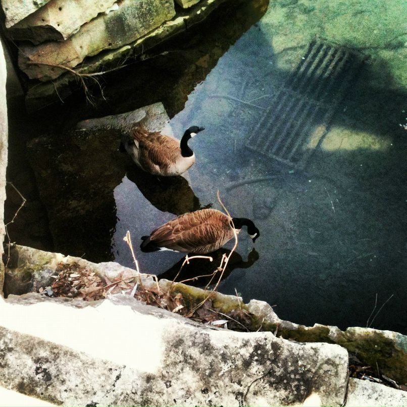 Віктор Ситарчук | Toronto