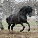 №1 Абай Алайтаев