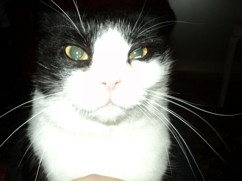 Васька Кот | Санкт-Петербург