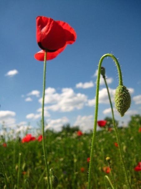 №37, Юличка Титарчук, Белая Церковь №37, Юличка Титарчук, Белая Церковь