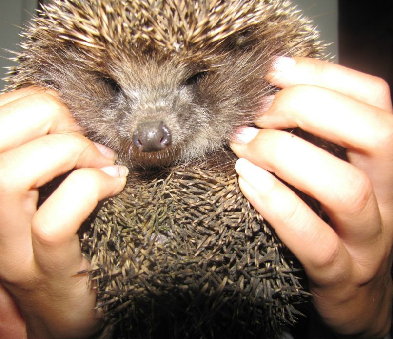 Татьяна Котенко | Минск