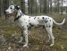 Александр Стрекаловский фотография #49