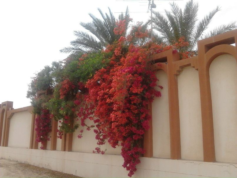 Алексей Кутузов | 