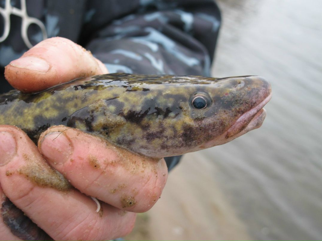 Александр Обийко | Москва