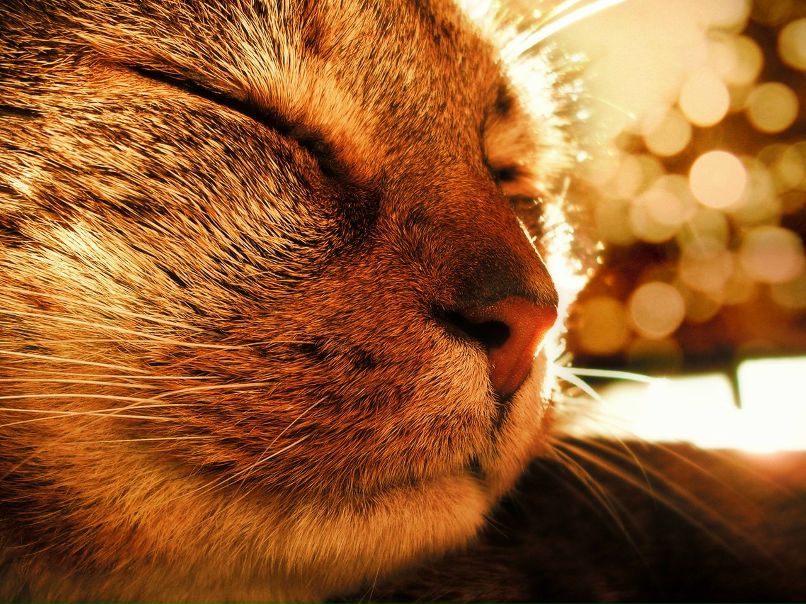 Даня Чеботарёва | Санкт-Петербург