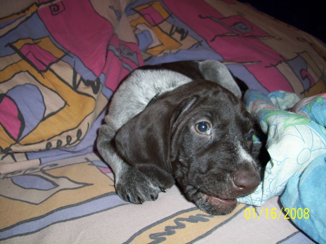 Кутузов Фёдор | Великий Новгород