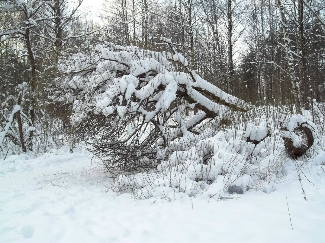 Galina Kopoteva | Санкт-Петербург