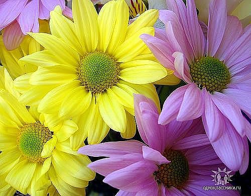 Ольга Глушенкова | Омск