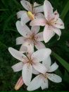 №18 Елена Ломова 04.05.1983: профиль, фото, статус - ВКонтакте