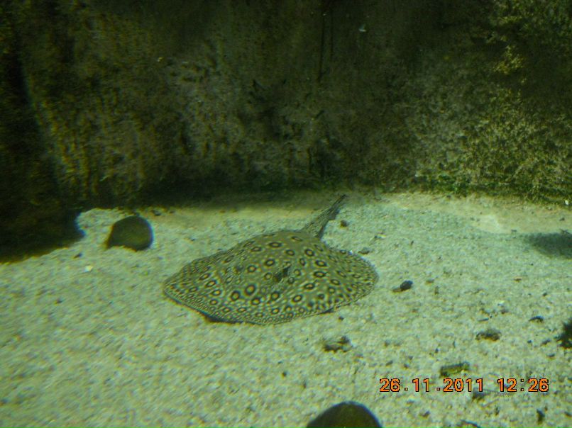 Павел Игнатьев | Костомукша