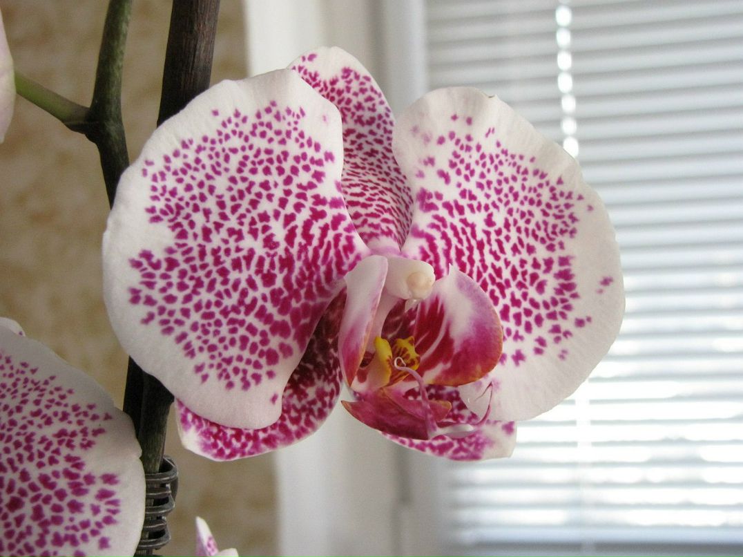 Анастасия Федорова (Лысова) | Москва