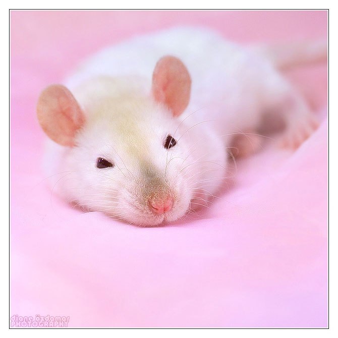 Дмитрий Якубовський | Киев