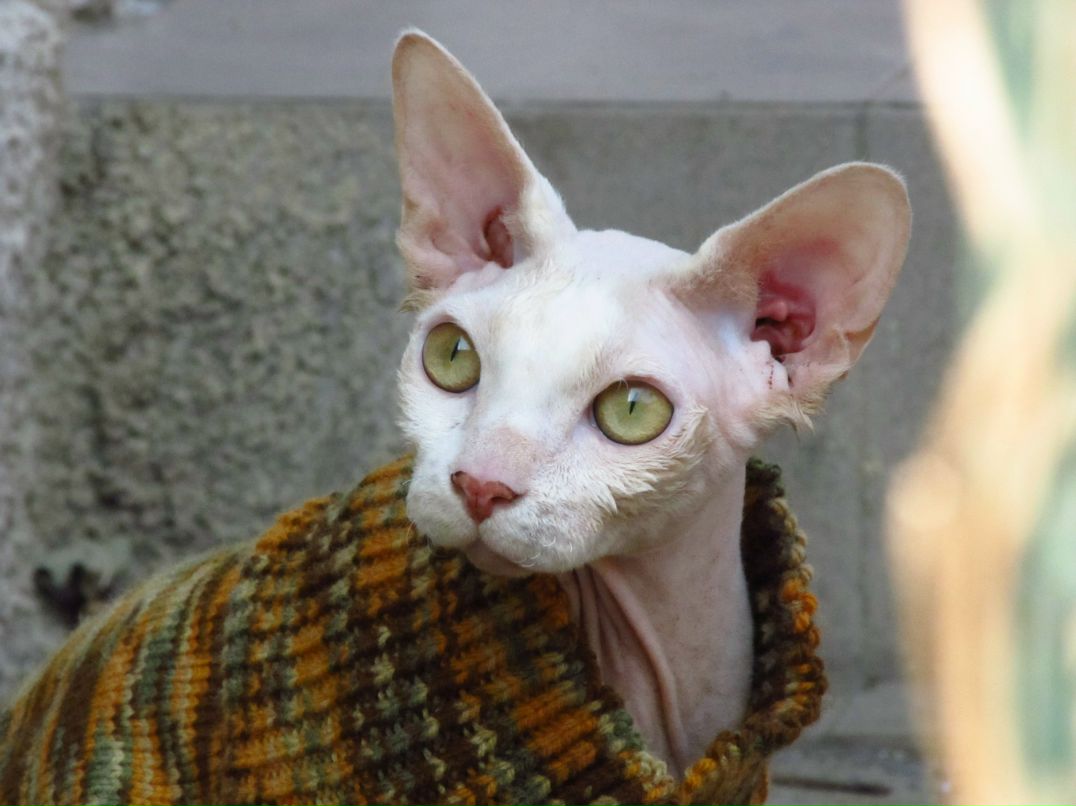 Елена Кобылянская | Одесса