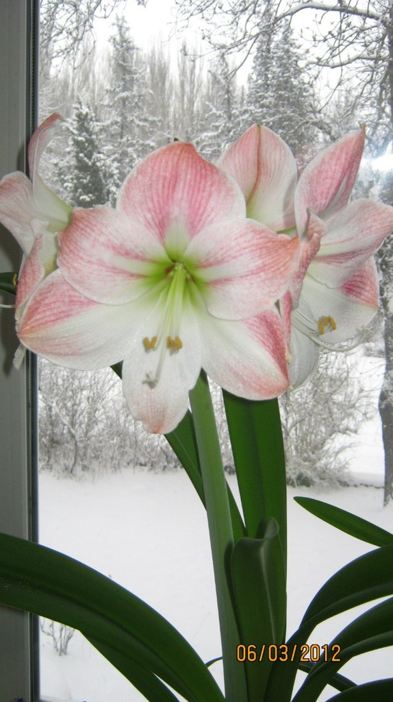 Елена Глушкова | 