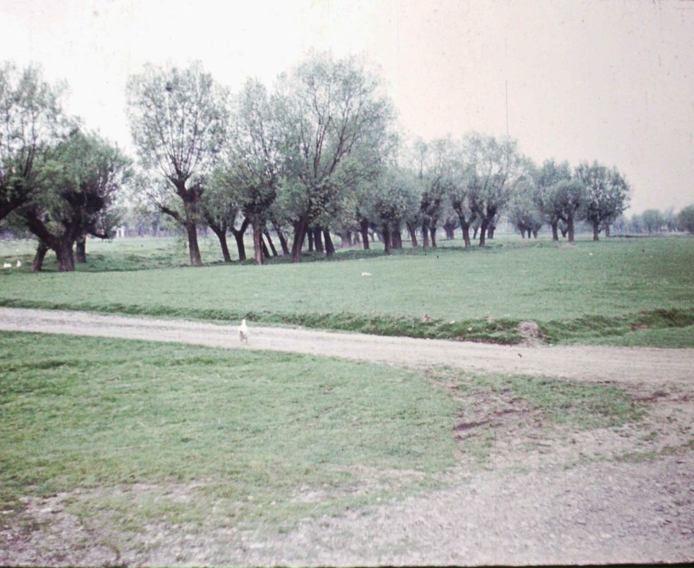 Славик Тарасюк | Черновцы