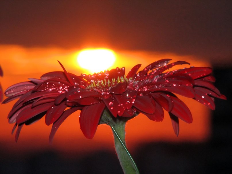 Виктория Кулакова | 