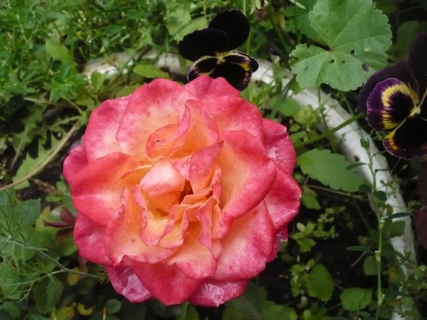 №3, Ирина Жак, 5.6.1962 №3, Ирина Жак, 5.6.1962