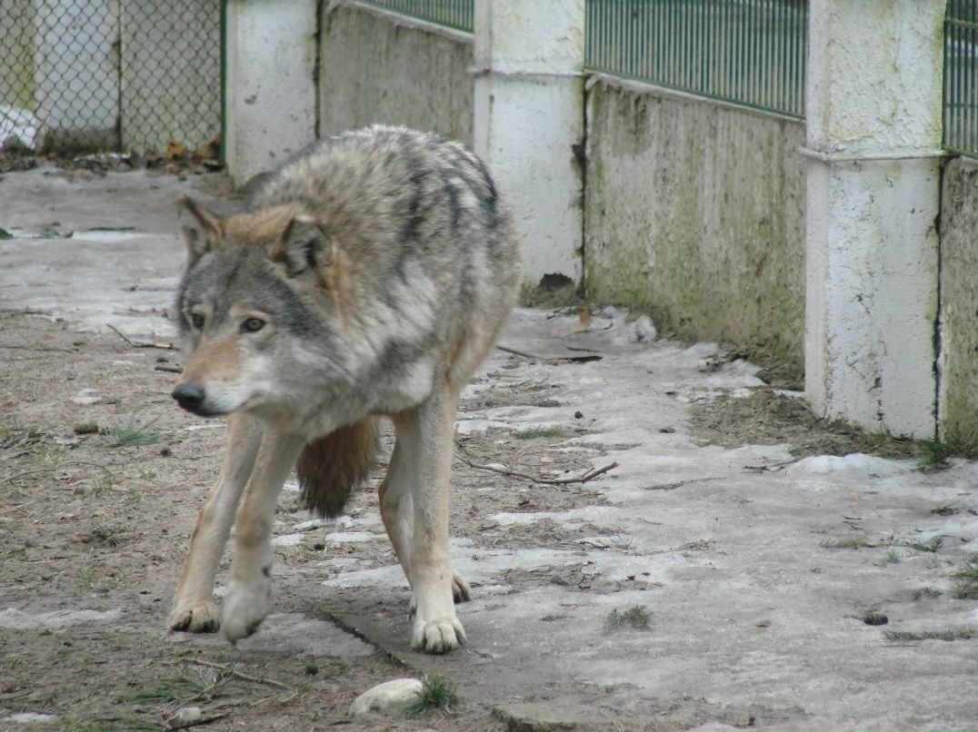 Илья Панасюк | Брест