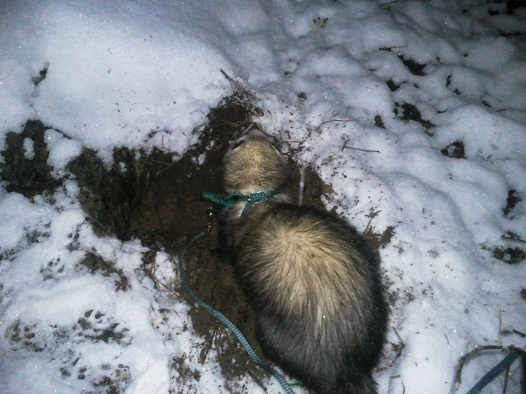 Иван Гаврилов | Федотово