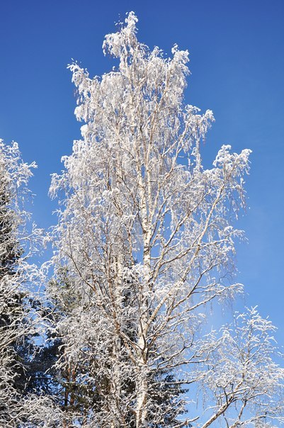 Татьяна Кудинова | Мурманск