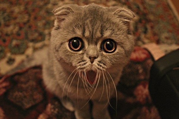 Андрюха Кравець | Киев