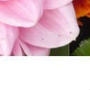 Анастасия Лытнева | Москва