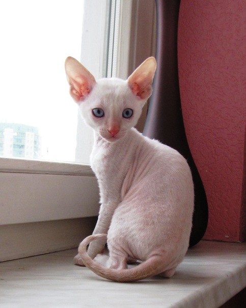 Эльдар Биджиев | Черкесск