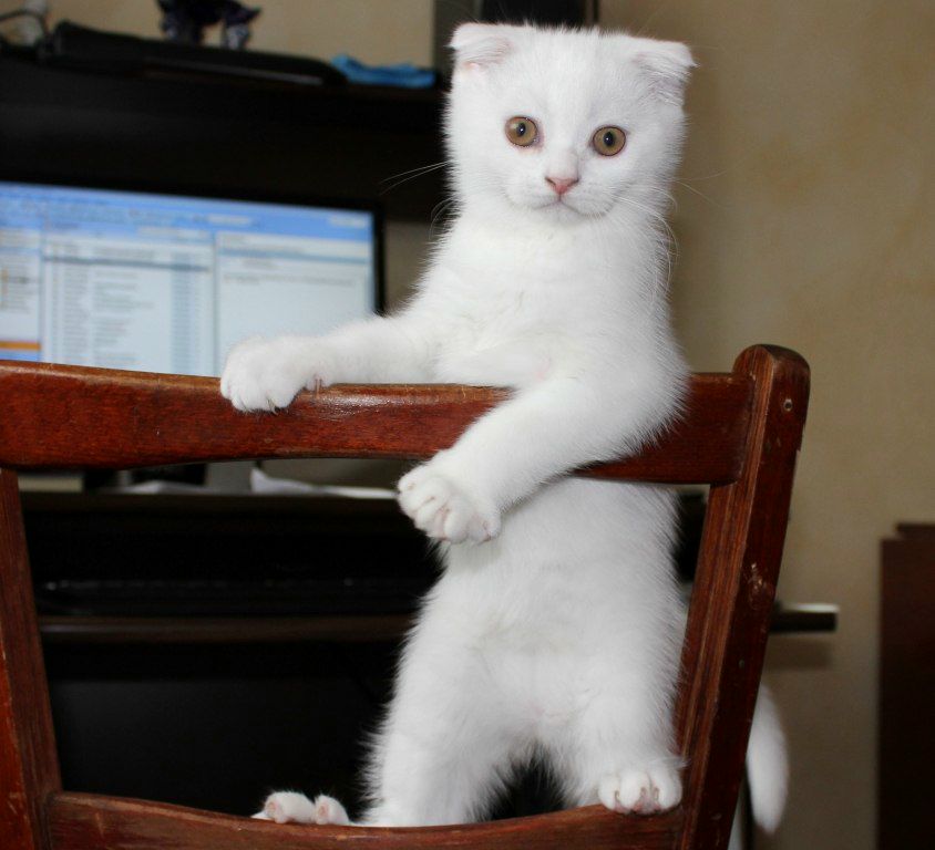 Александр Танков | Рига