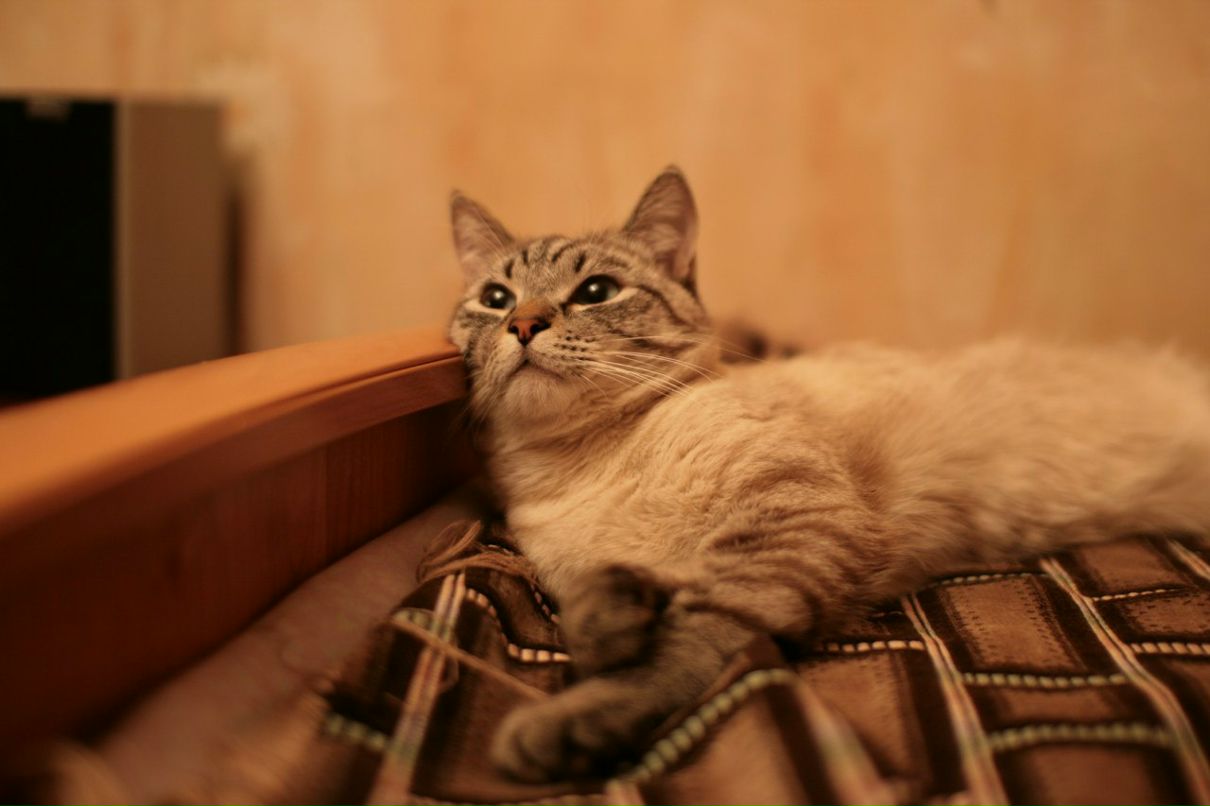 Дмитрий Романов | Смоленск