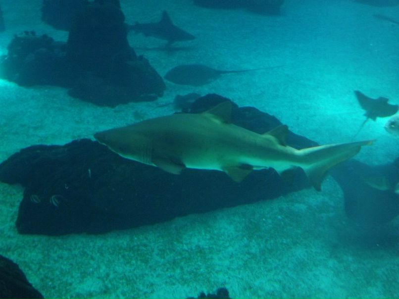 Вова Лещишин | Скалат