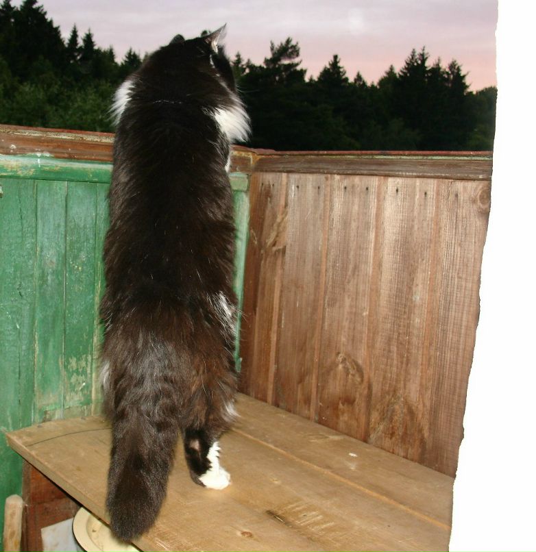 Галина Селиванова | 