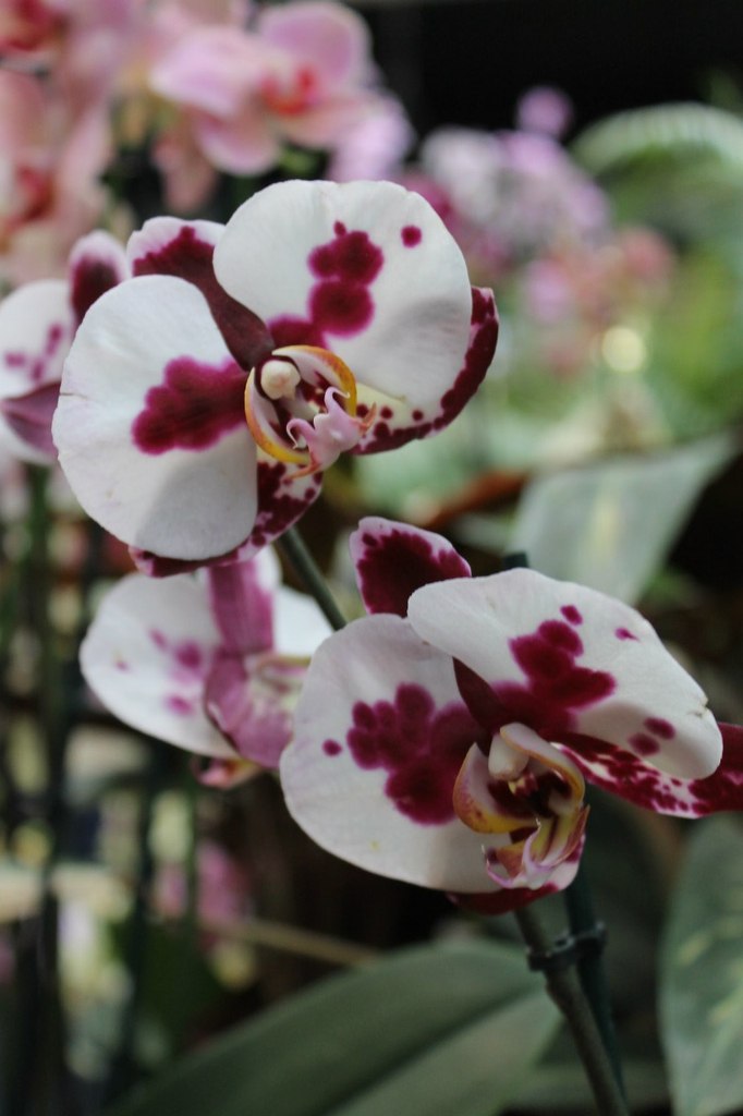 Карина Калиян | Астрахань