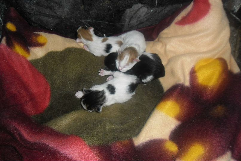 Зоя Мелкуева | Олонец