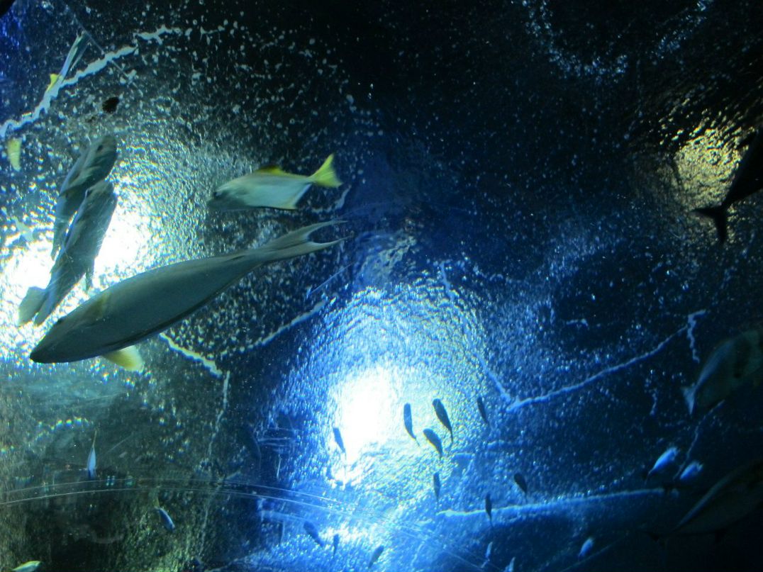 Ju Li | Архангельск