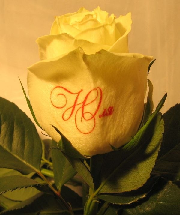 Юля Головачева | Иваново