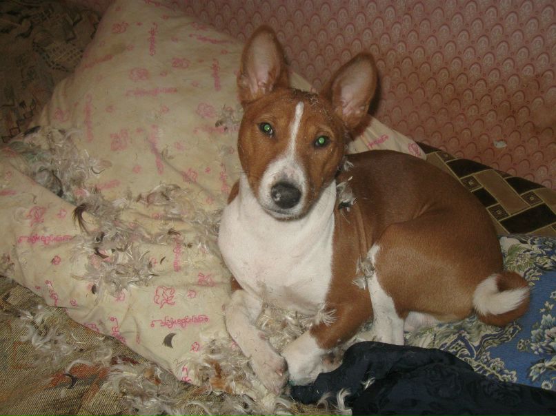 Елена Николаевич | Санкт-Петербург