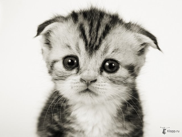 Ольга Ромашова | 