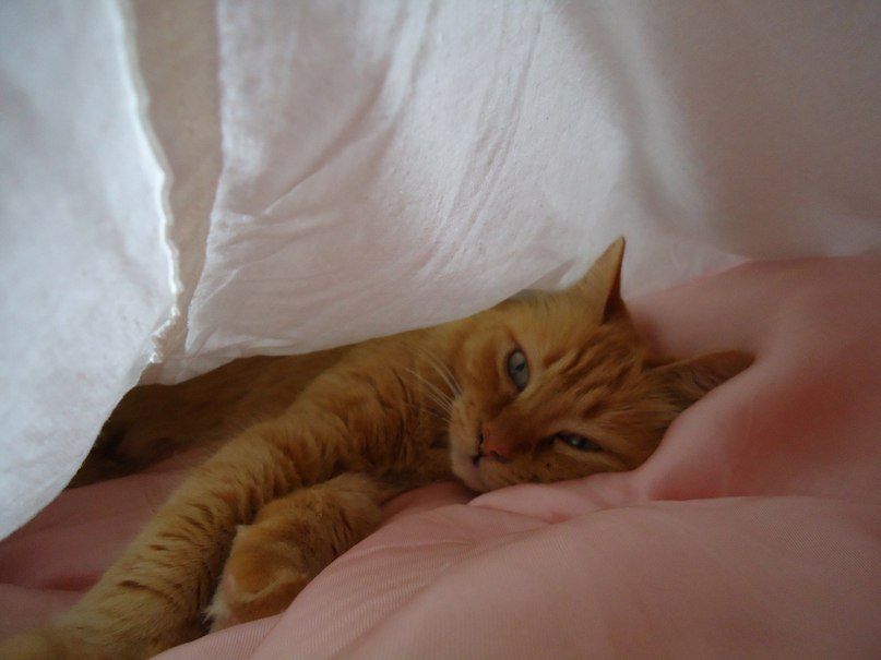 Наташа Ткаченко | Шпола