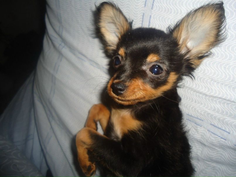 Гусейн Суваров | Санкт-Петербург