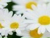 Даша Горявина | Кемерово