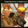Аватар: Seedney Легендарный