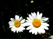 №1 Даша Черникова 26.04.1996: профиль, фото, статус - ВКонтакте