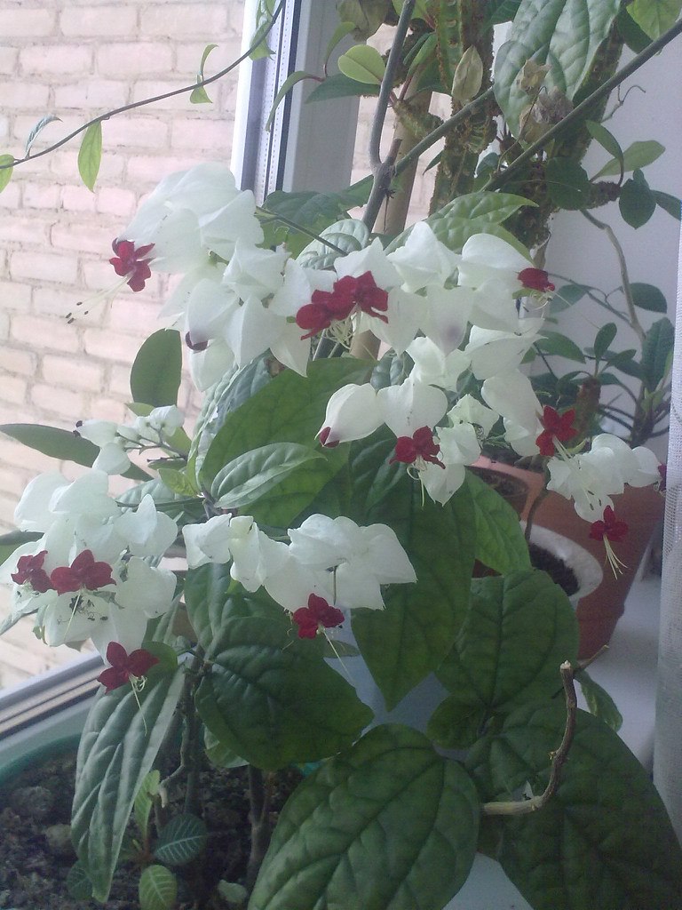 Евгения Кузьмина ღFoxyღ | Новомосковск