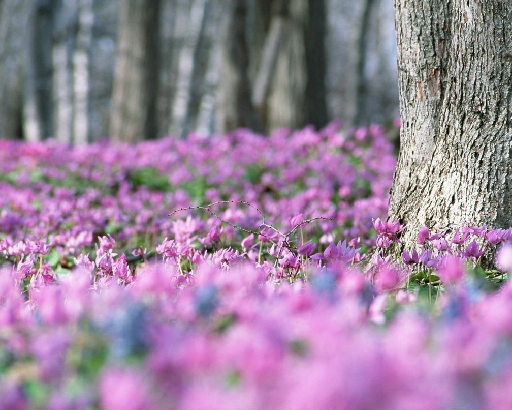 Ася Койрах | Калининград