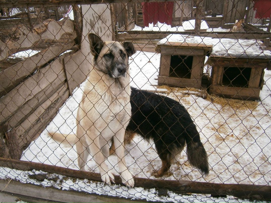 Олександр Брижко | Киев