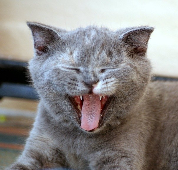 Полина Удалева Bagira | Минск