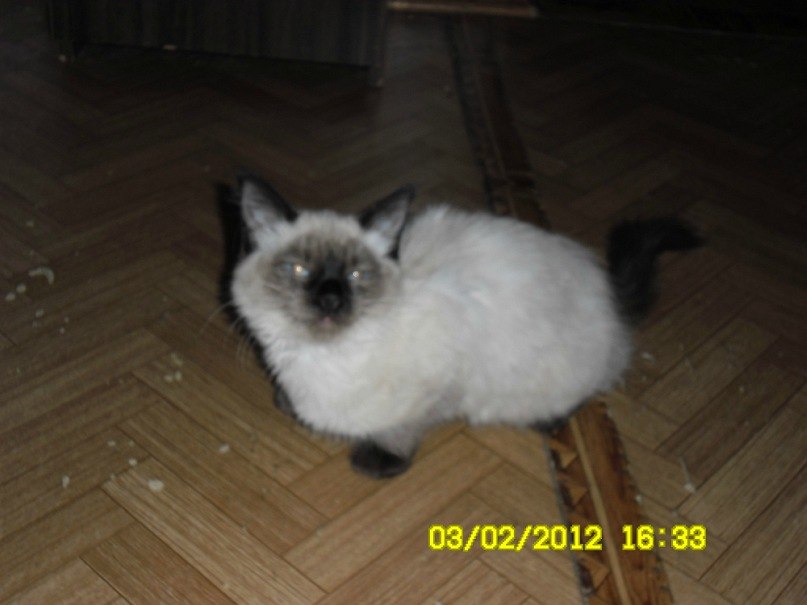 Колян Коротков @Cheaster@ | Новочебоксарск