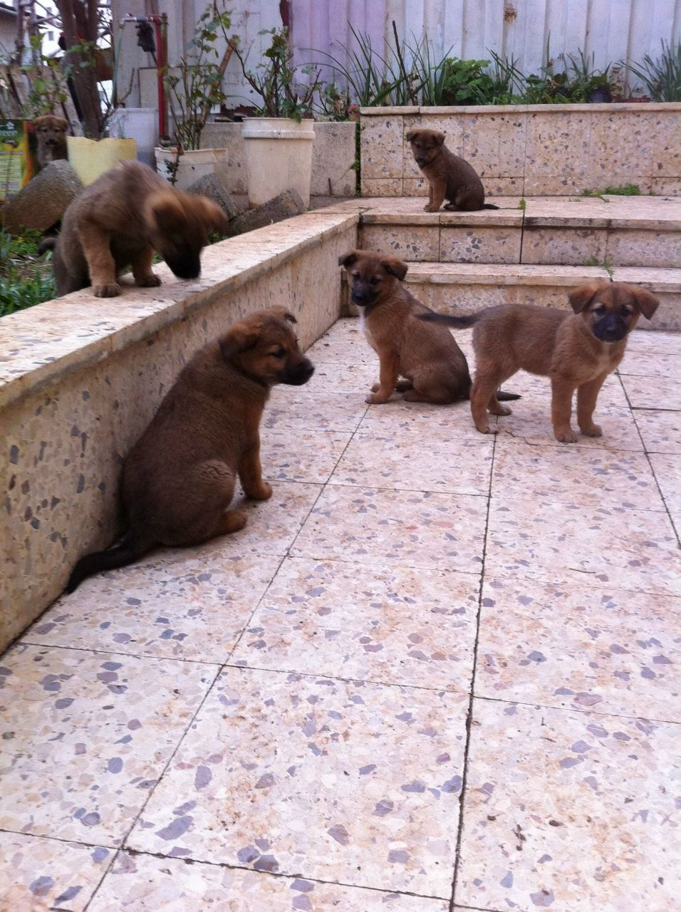 Яхья Шаар | Москва