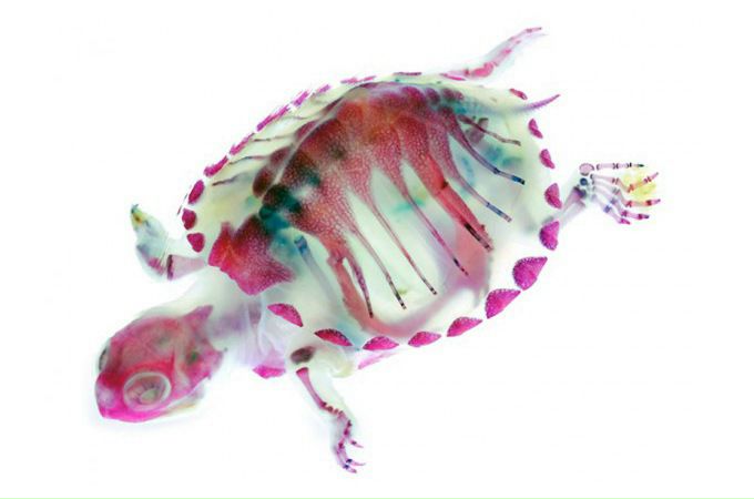 №2, Виктор Карев №2, Виктор Карев